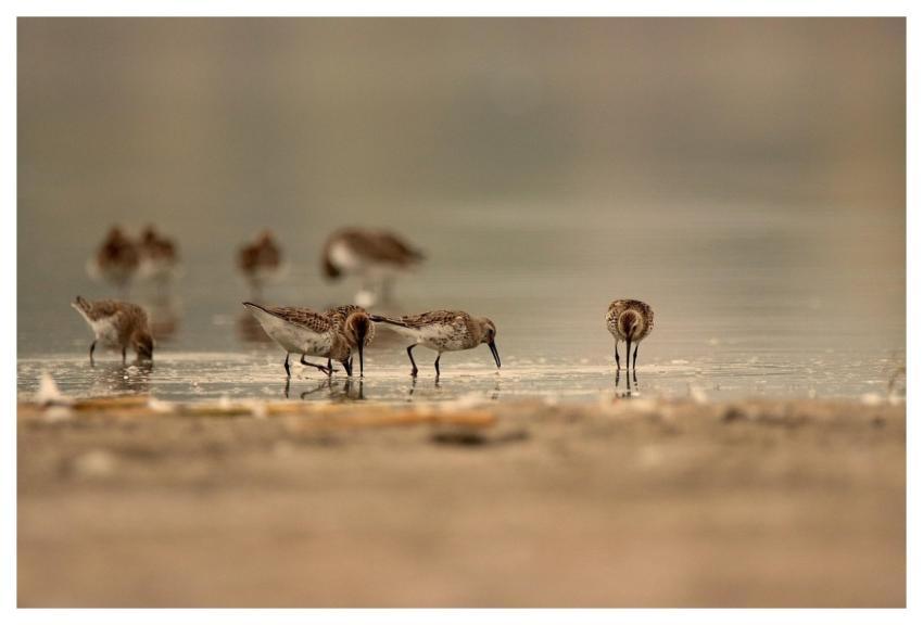 Dunlins Birds Lake Nature