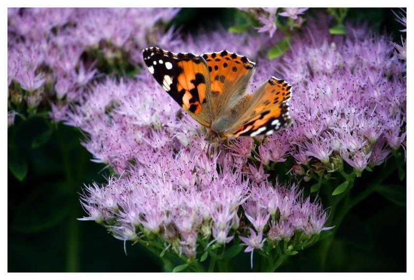 Butterfly Close Up Nature Blossom