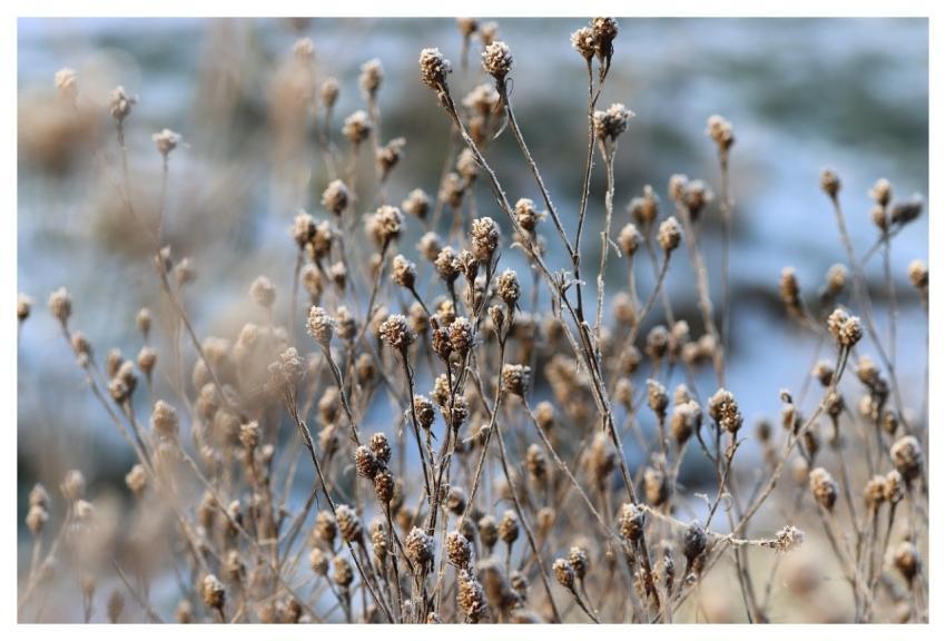 Wildflowers Grasses Winter Snow