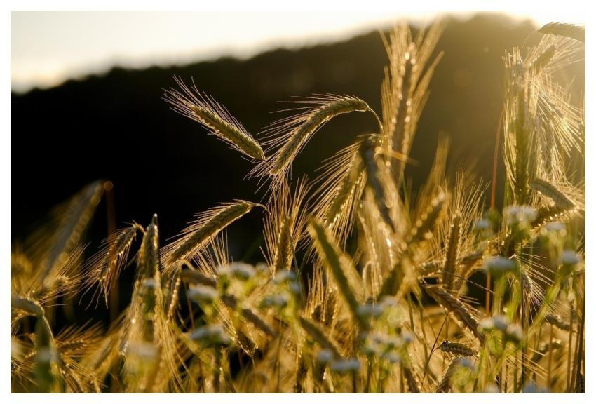 Rye Spike Grain Rye Field
