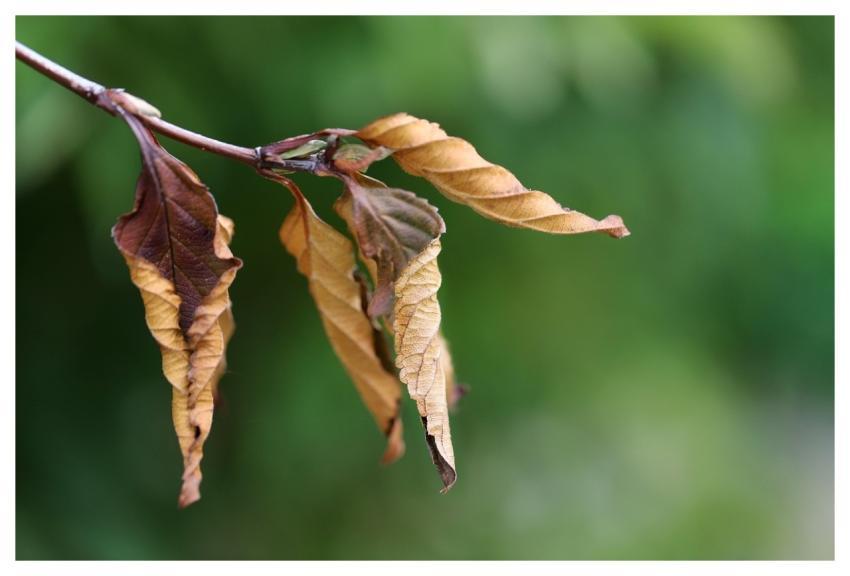 Leaves Mac Wallpaper Full Hd Wallpaper Nature Wall