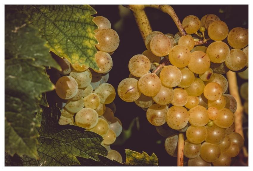 Grapes Fruits Food Nature