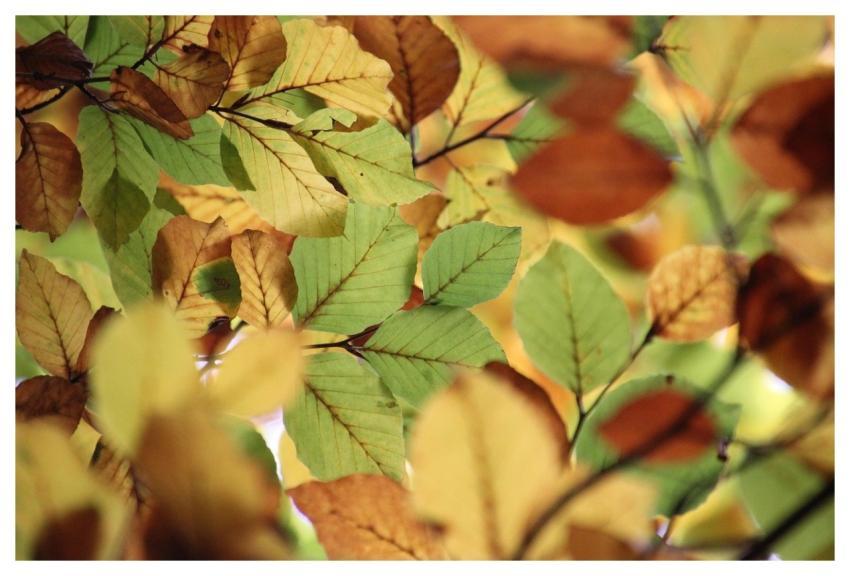 Leaves Fall Forest Beech