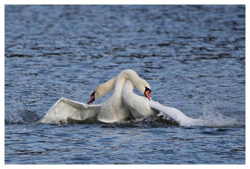 Mute Swans Balz Swans Lake