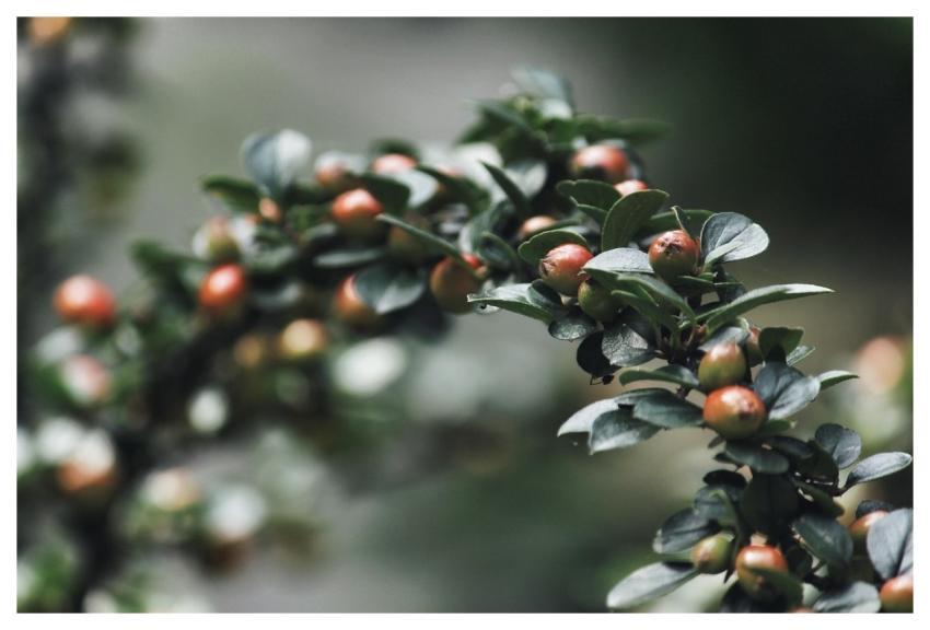 Shrub Leaves Branch Berry