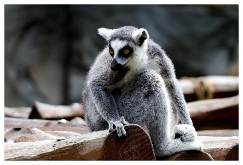 Animal Mammal Species Nature