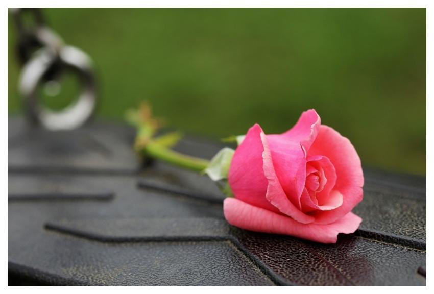 Pink Rose Empty Swing Stop Children Suicide School