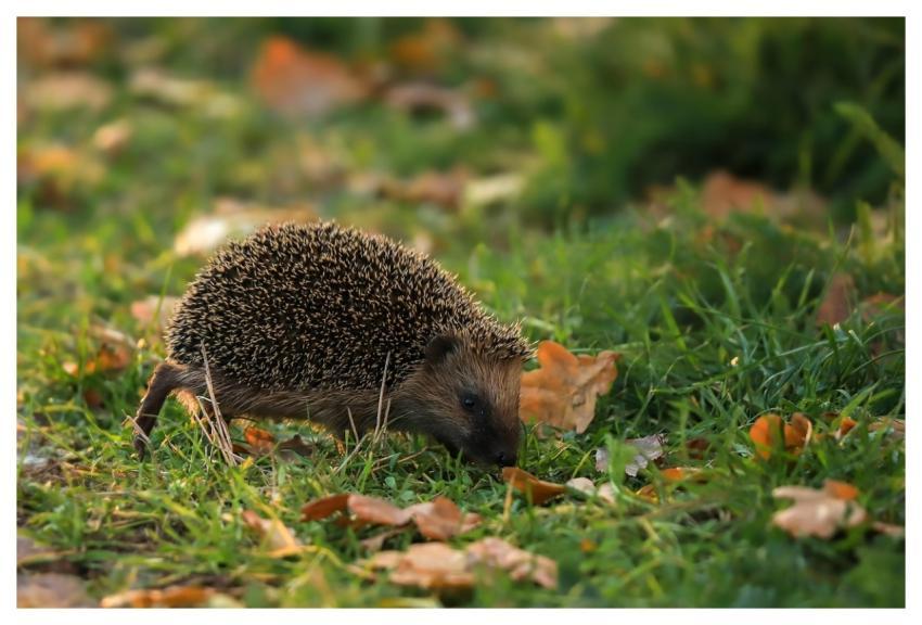 Animal Hedgehog Mammal Insectivorous