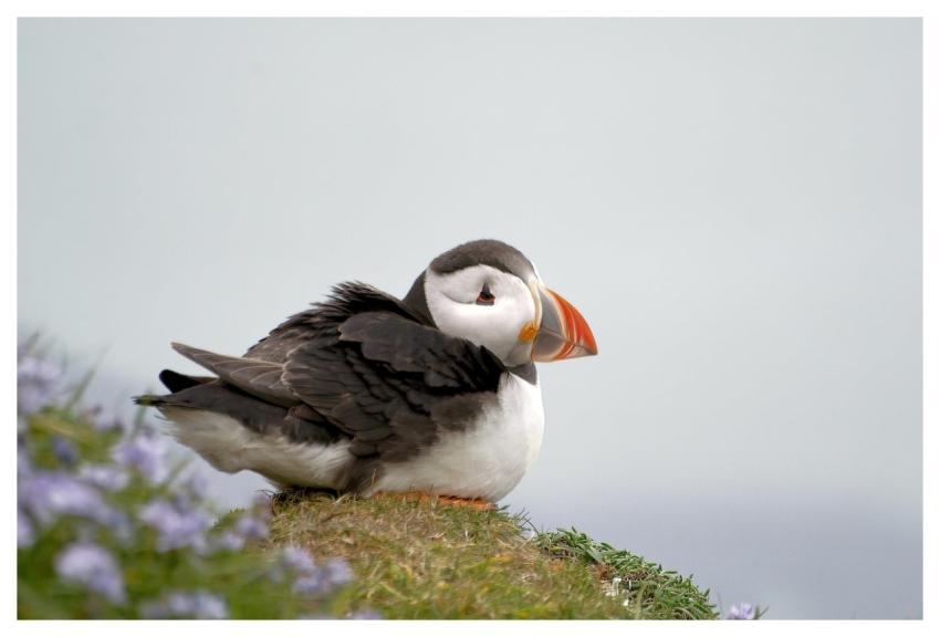 Bird Puffin Seabird Ornithology