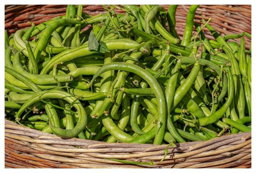 Bush Beans Vegetable Harvest Beans