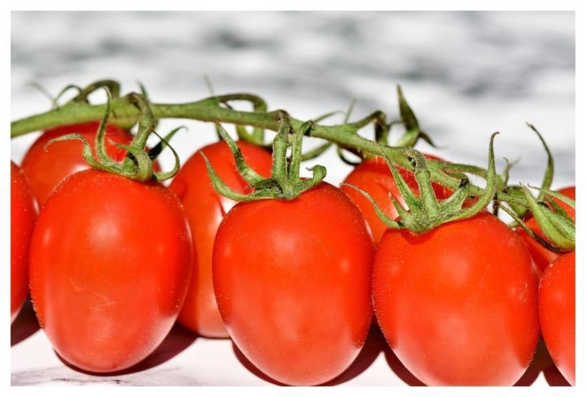 Tomatoes Vine Tomatoes Nature Vegetables