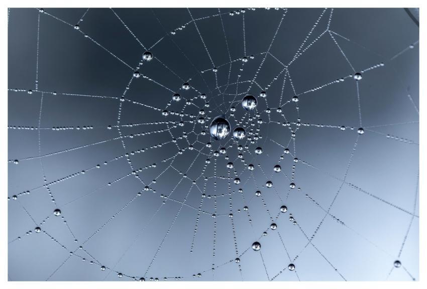 Spider Web Nature Web Dewdrops
