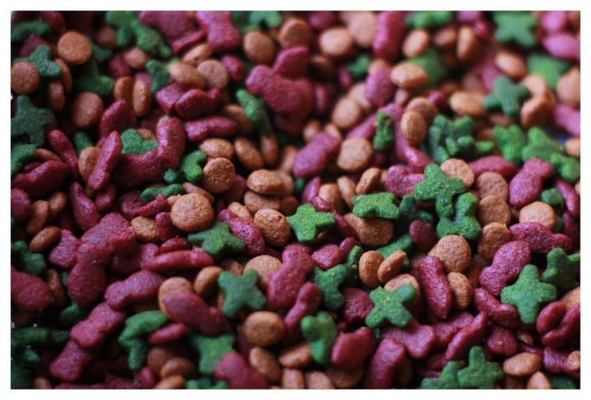 Cat Food Nature Food Animal