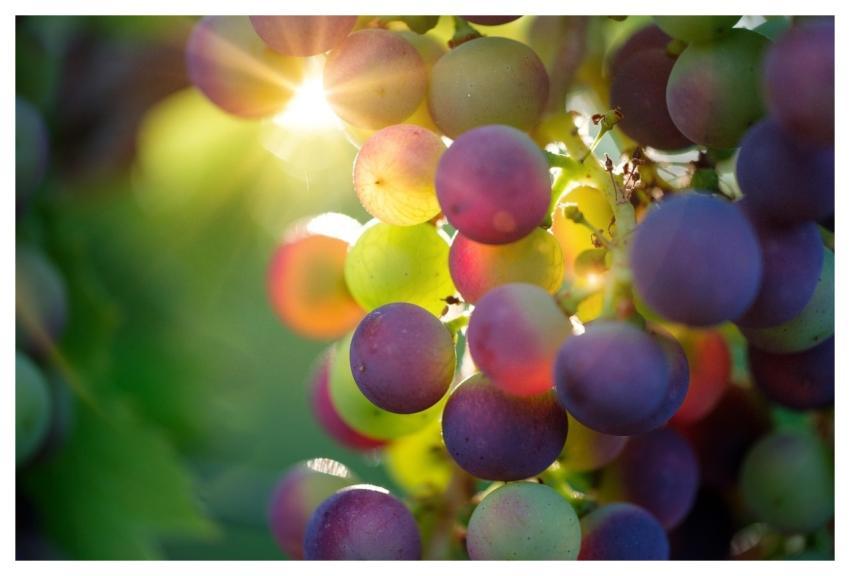 Grapes Fruits Food Fresh