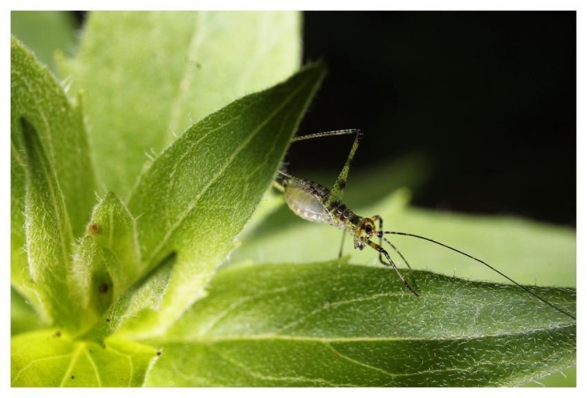 Insect Grasshopper Nature Leaf