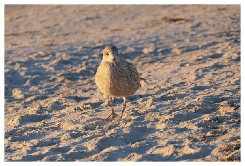 Gull Beach Sand Baltic Sea