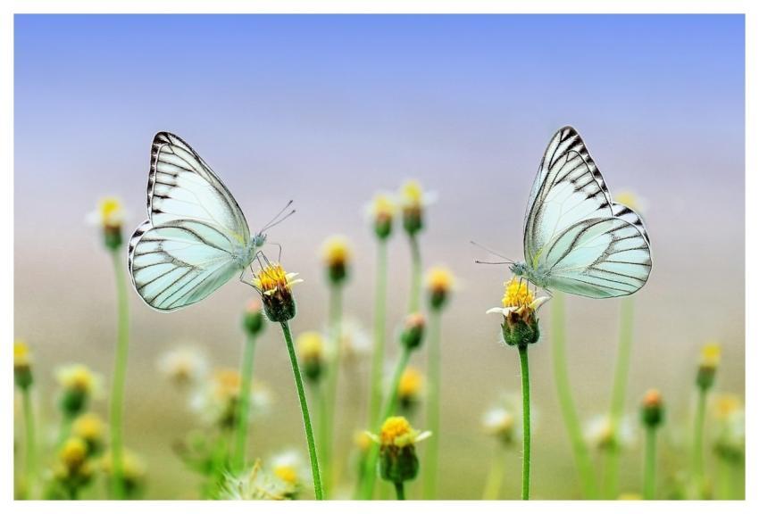 Butterflies Flowers Pollinate Pollination