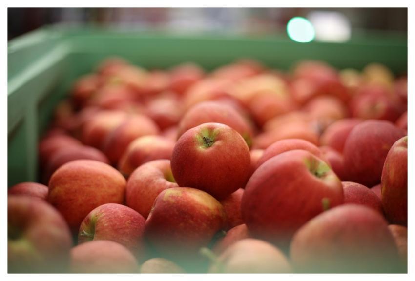 Apples Fruits Food Fresh