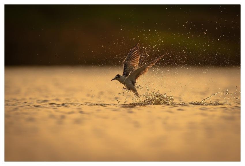 Bird Nature Animal Wildlife