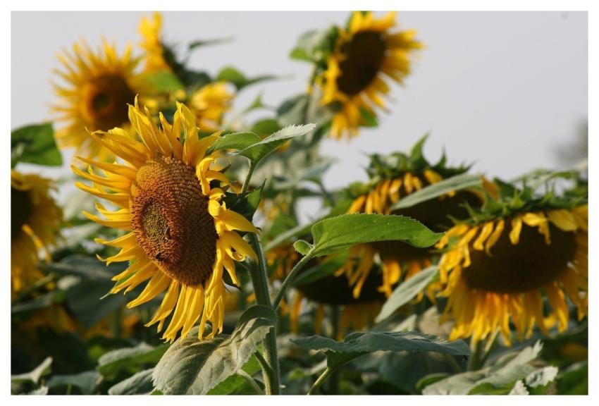 Sunflower Blossom Bloom Bright