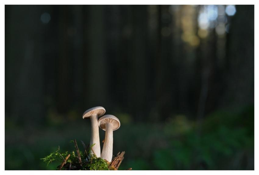 Mushrooms Small Mushrooms Slats Moss
