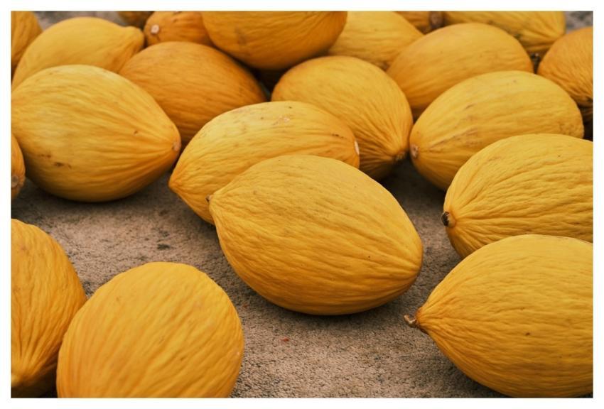 Melons Free Background 4K Wallpaper Beautiful Wall
