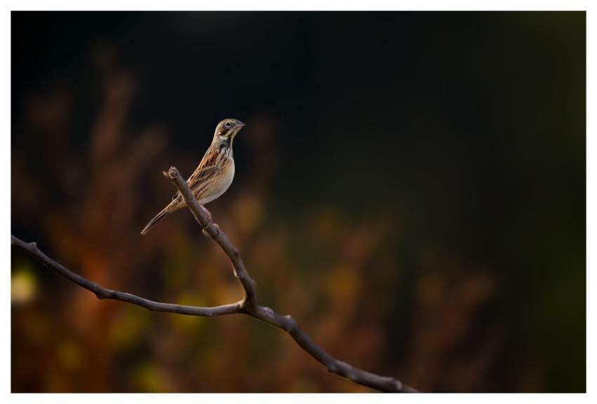 Bird Nature Avian Wildlife