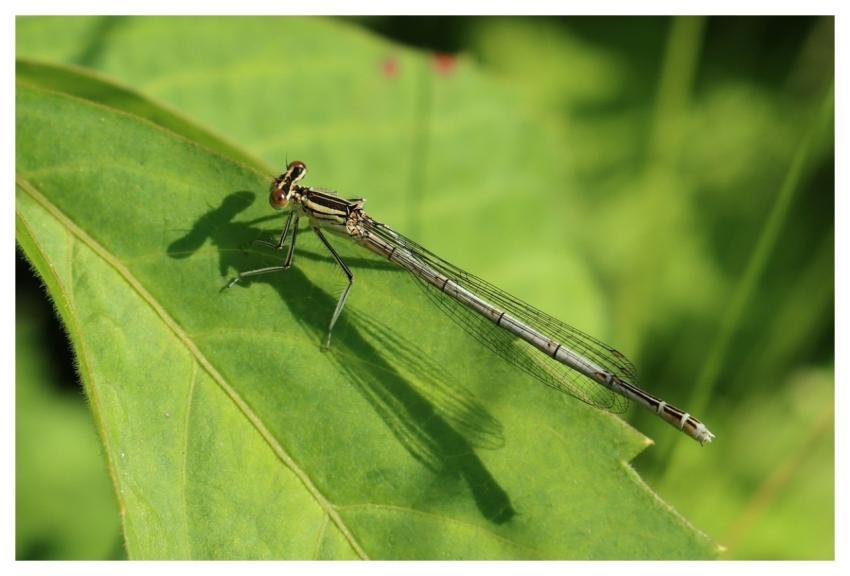 Dragonfly Insect Nature Entomology