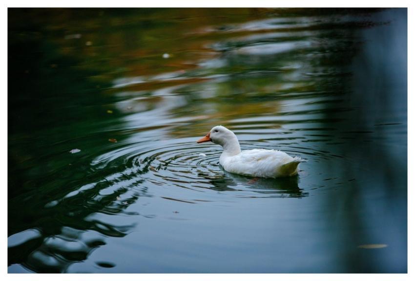 Autumn August Plant Flower