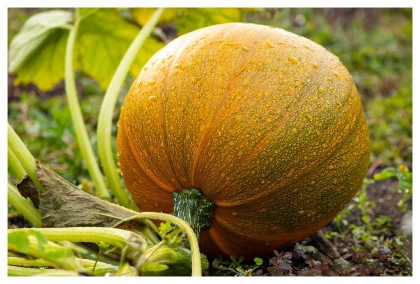 Pumpkin Nature Garden Squash