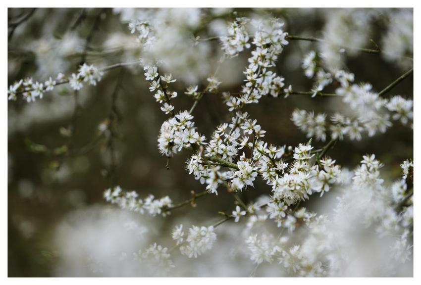 Tree Blossoms Blooms Spring Blossom