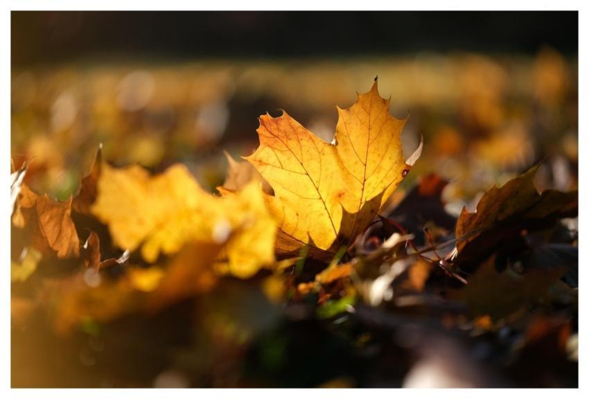 Leaf Fall Background Autumn