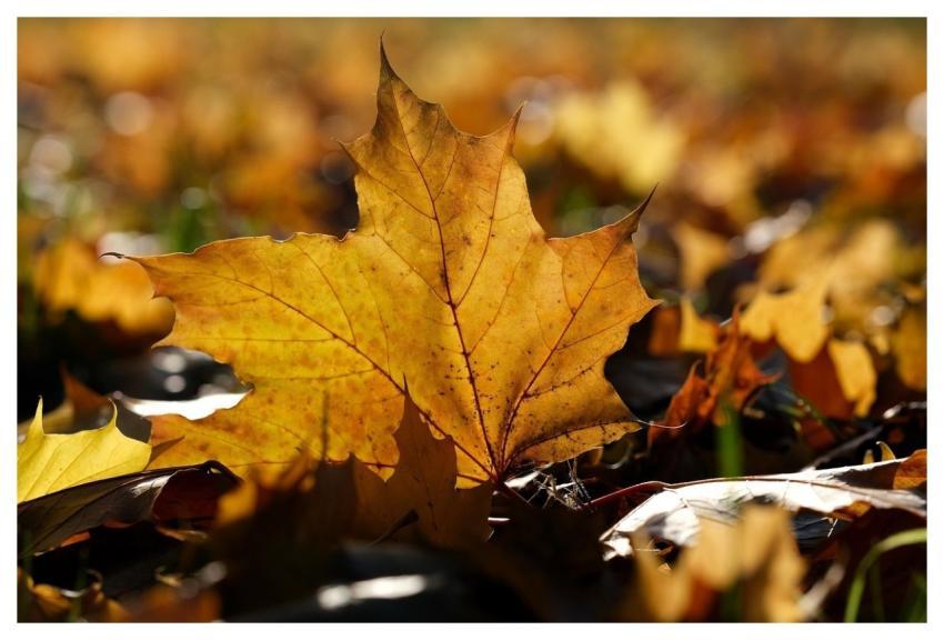 Leaf Fall Background Autumn