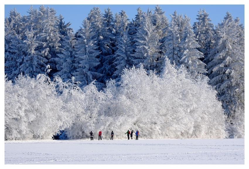 Winter Nature Trees Snow