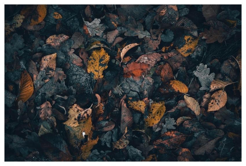 Autumn Fall Leaves Background