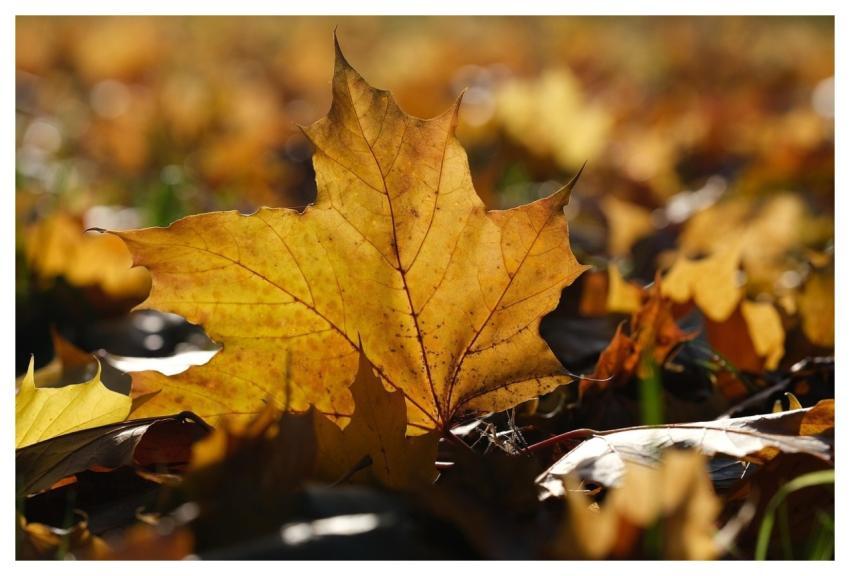 Leaf Fall Background Autumn