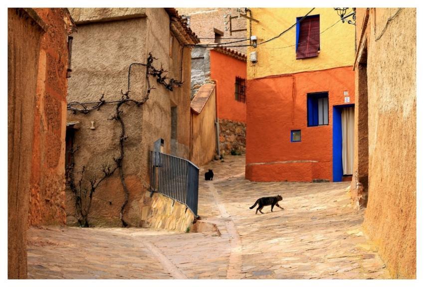 Street Cat Rural Animal
