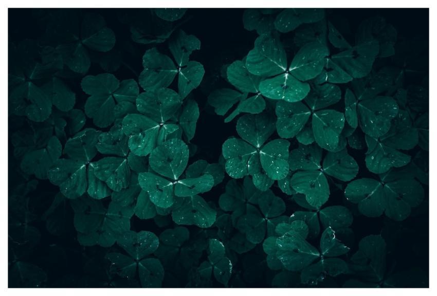 Clover Leaves Green Leaves Foliage