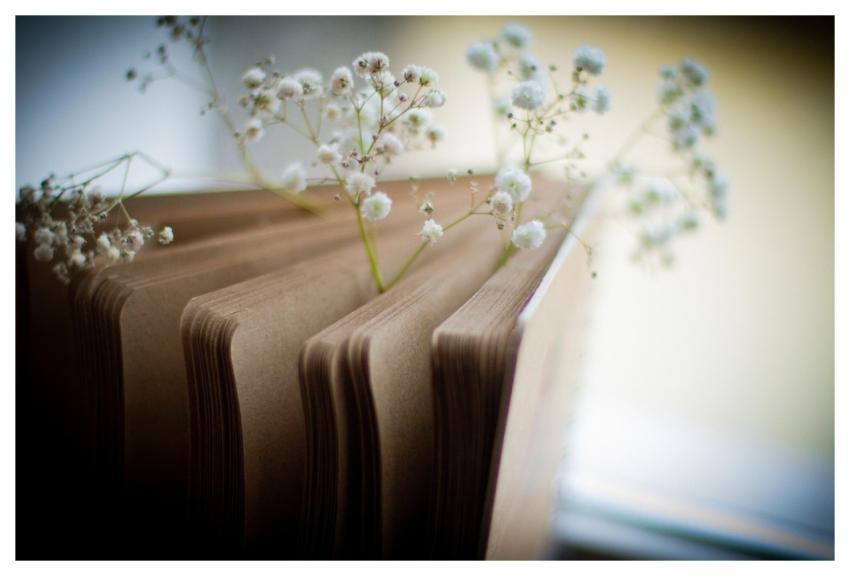 Notepad Gypsophila Flowers Flower Background