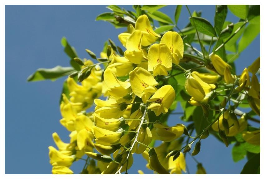 Yellow Flowers Laburnum Ornamental Shrub Garden