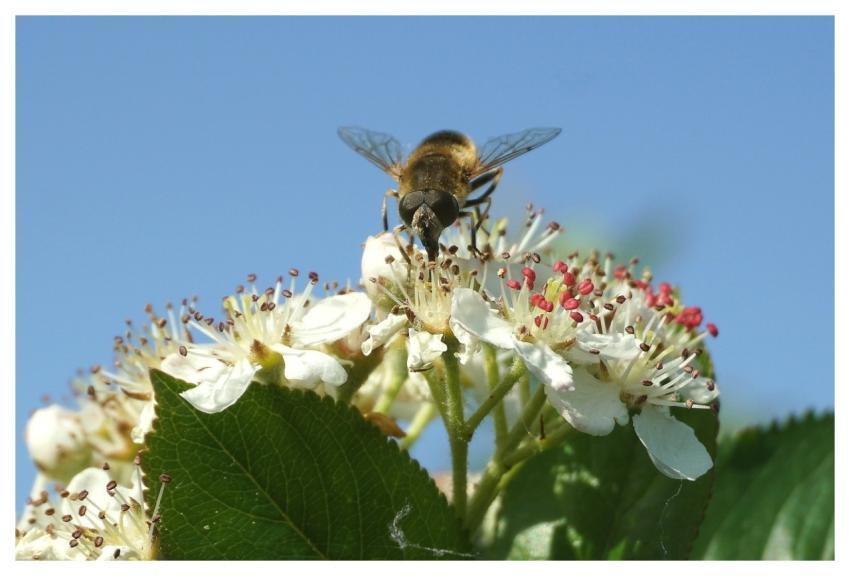 Flowers Bee Insect Wings