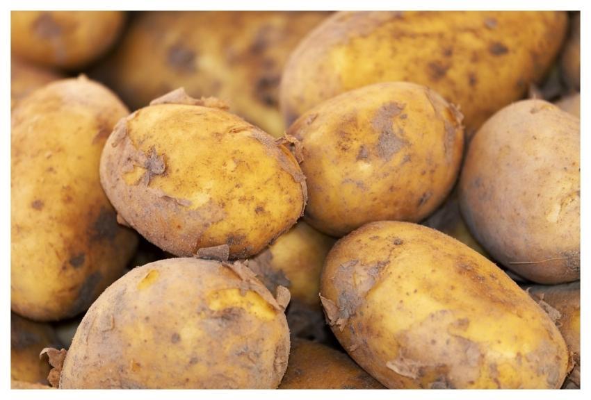 Potato New Harvest Nature Nightshade Plant