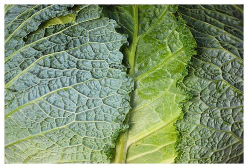 Savoy Cabbage Cabbage Nature Vegetables