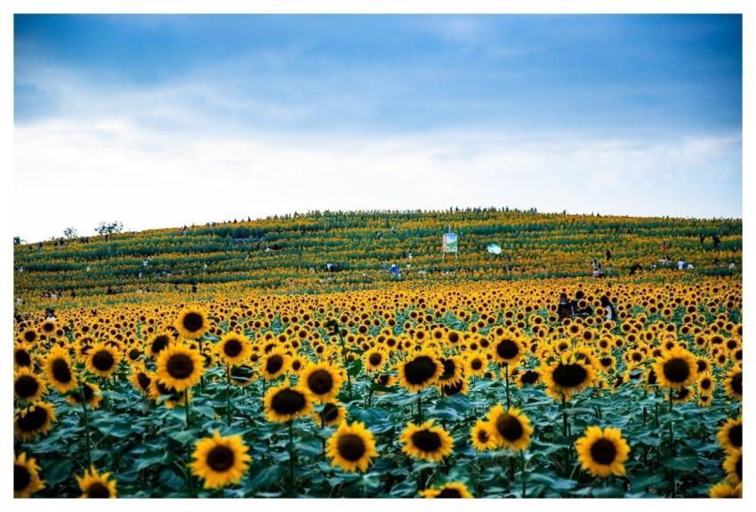 Sunflower Yellow Flora Nature