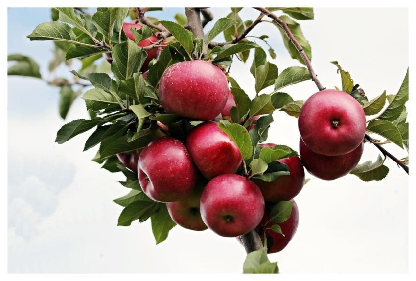 Apples Red Apple Ripe Apple Orchard