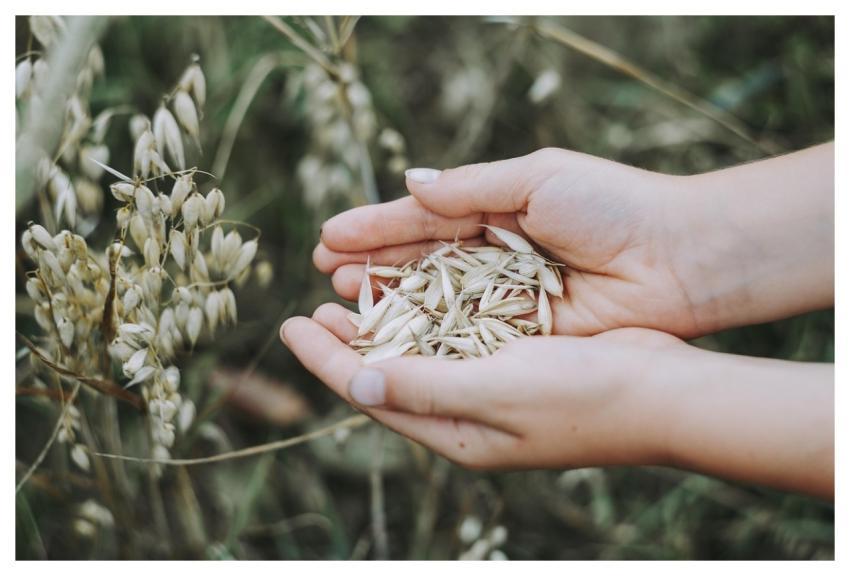 Oats Cereals Field Food