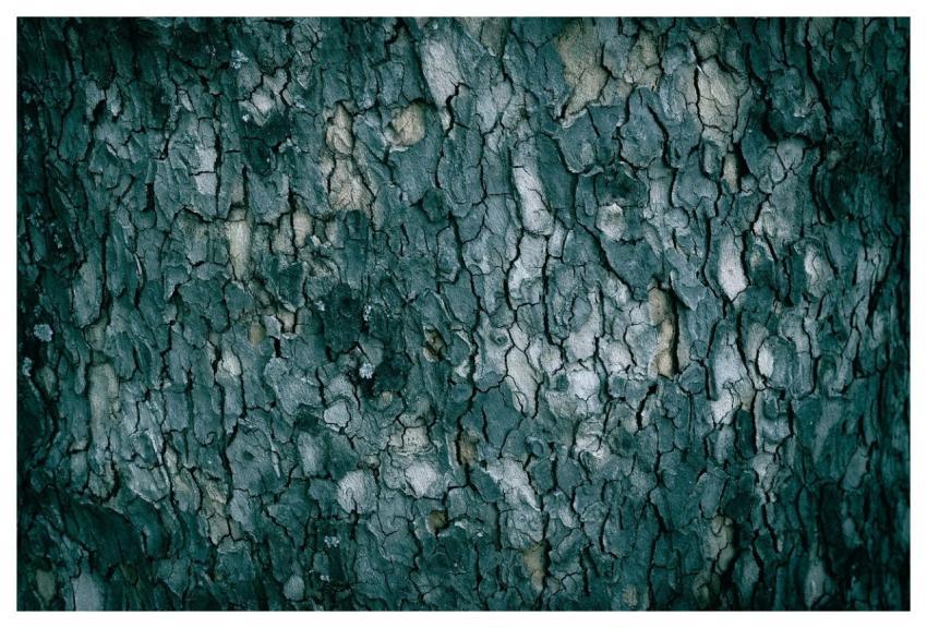 Tree Tree Bark Trunk Bark