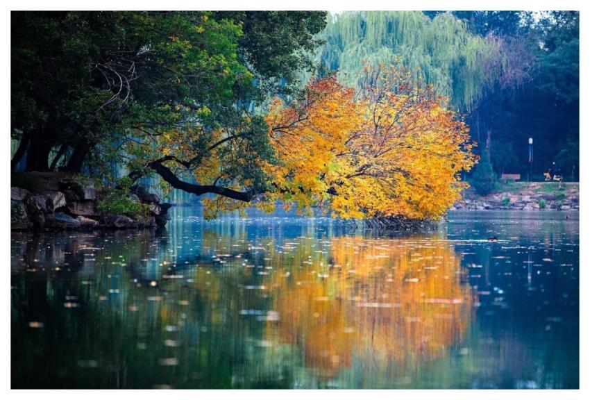 Autumn August Plant Flower