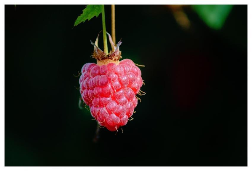 Raspberry Fruit Berry Food