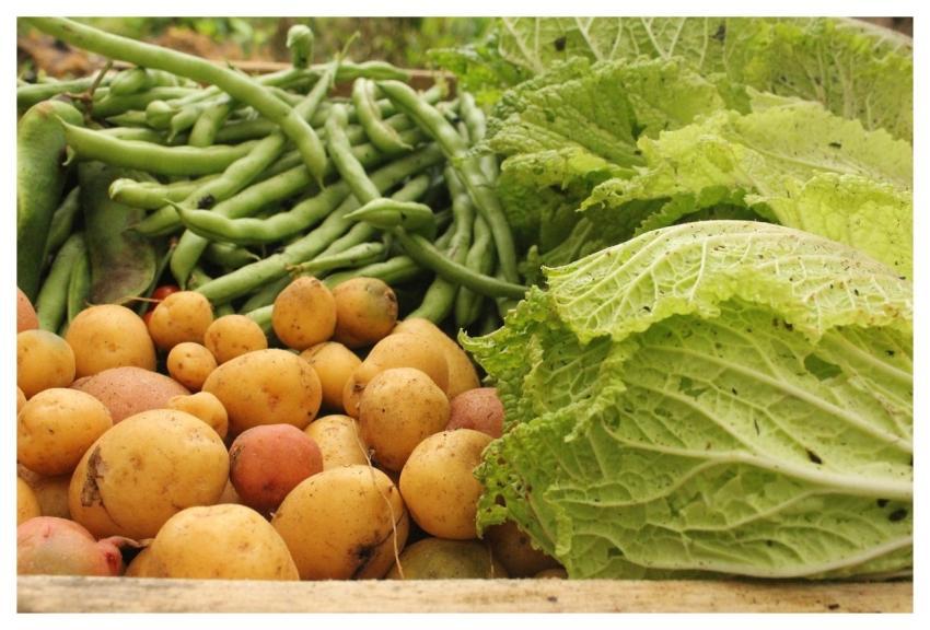Potatoes Vegetable Nature Green